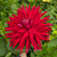 ALLEN’S DIABLO Tuber