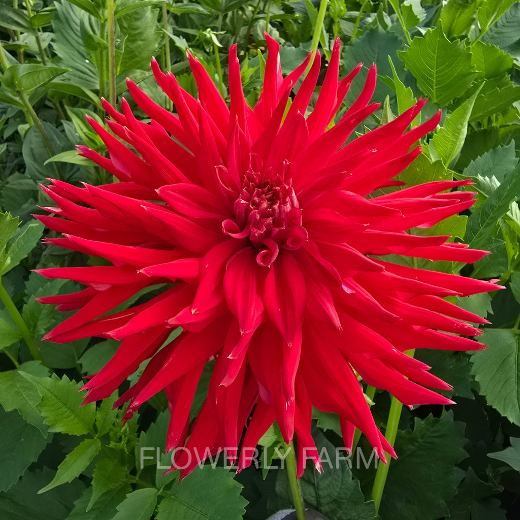 ALLEN’S DIABLO Tuber