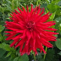 ALLEN’S DIABLO Tuber