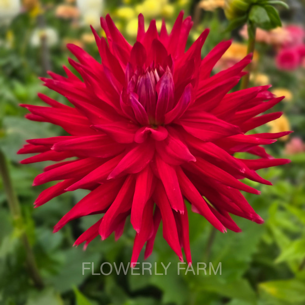 ALLEN’S DIABLO Tuber