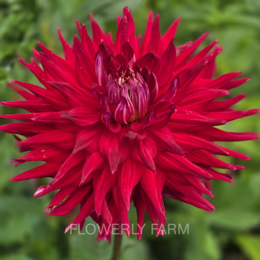 ALLEN’S DIABLO Tuber