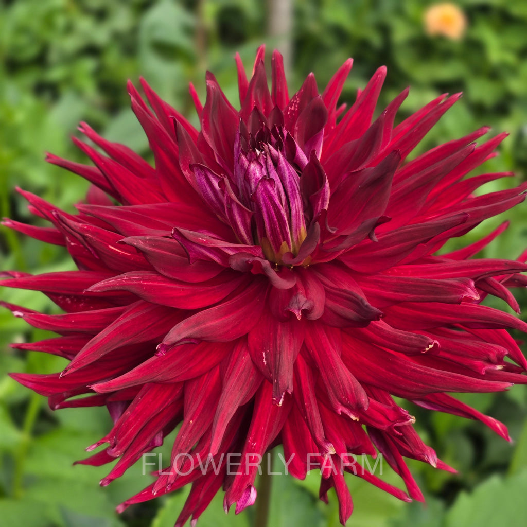 ALLEN’S DIABLO Tuber