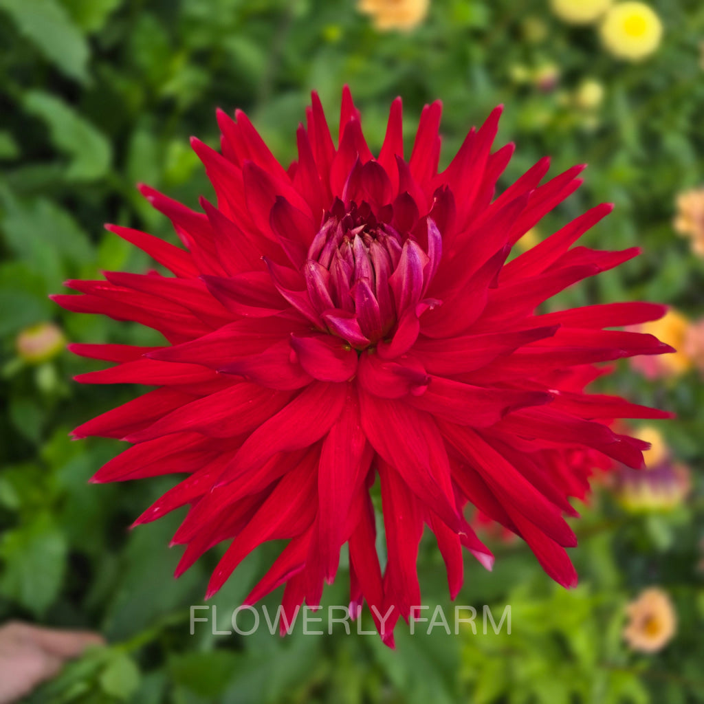 ALLEN’S DIABLO Tuber