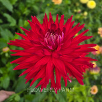 ALLEN’S DIABLO Tuber