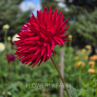 ALLEN’S DIABLO Tuber