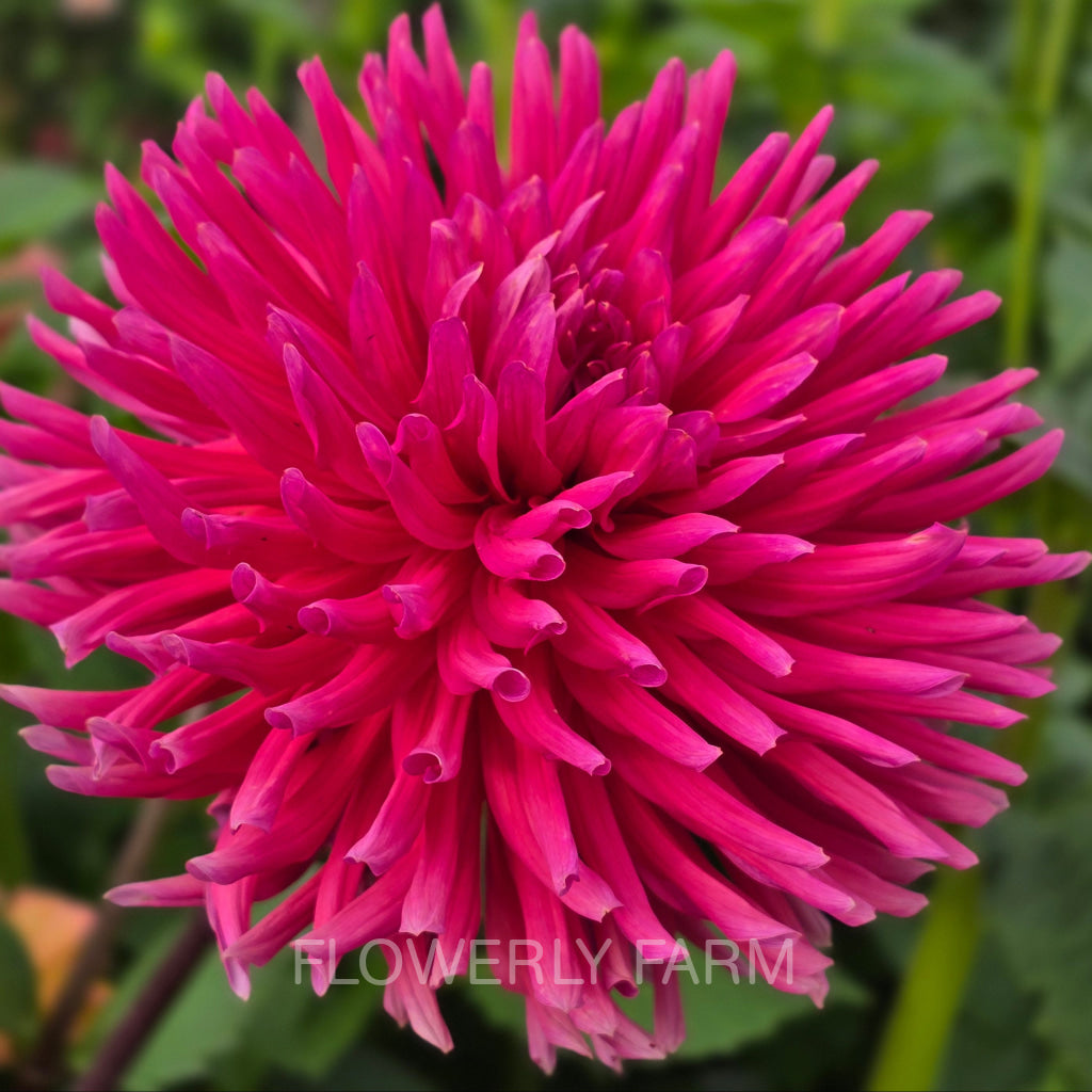 ALLEN’S SMOKY SKIES Tuber