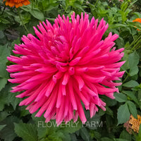 ALLEN’S SMOKY SKIES Tuber