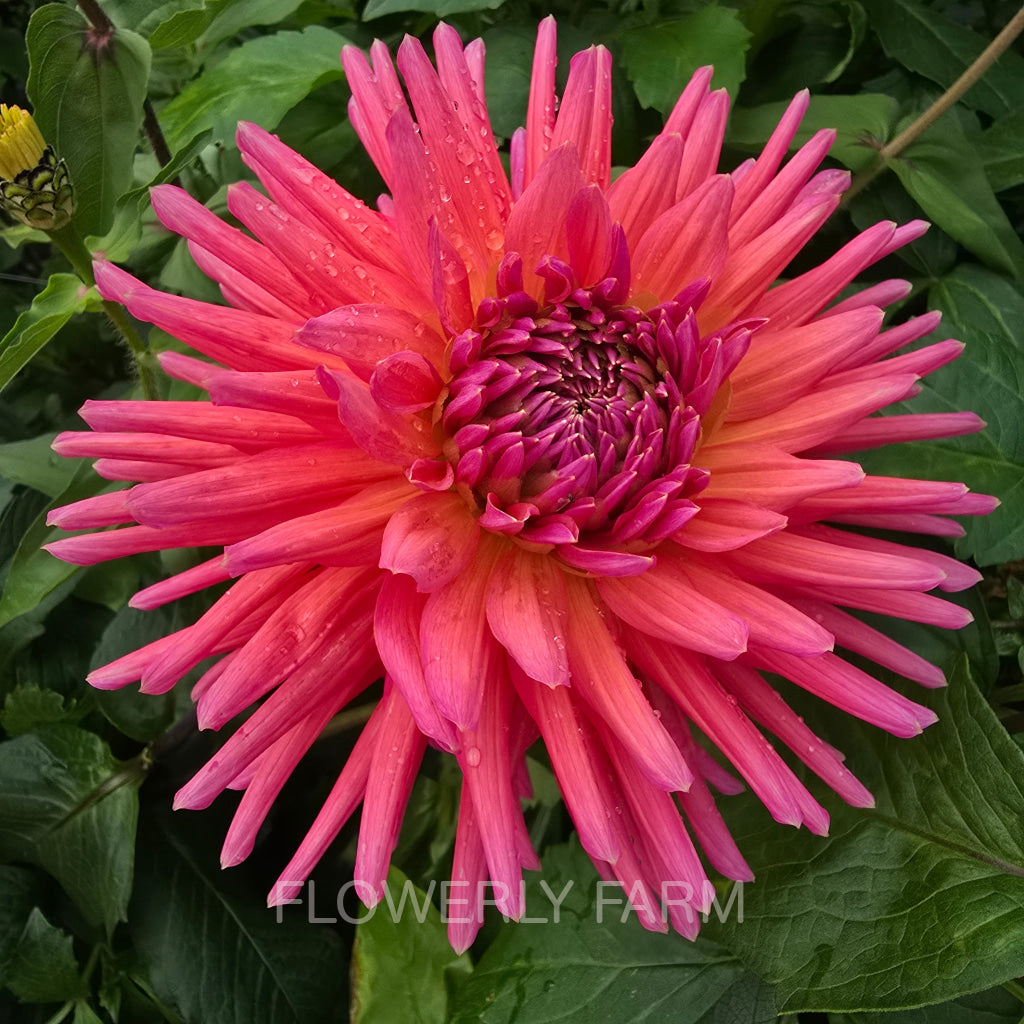 ALLEN’S SMOKY SKIES Tuber