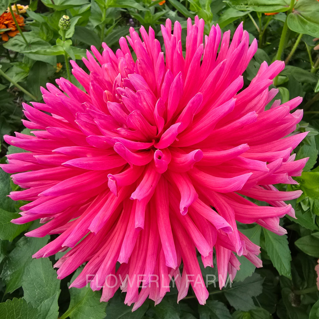 ALLEN’S SMOKY SKIES Tuber