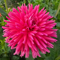 ALLEN’S SMOKY SKIES Tuber