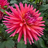 ALLEN’S SMOKY SKIES Tuber