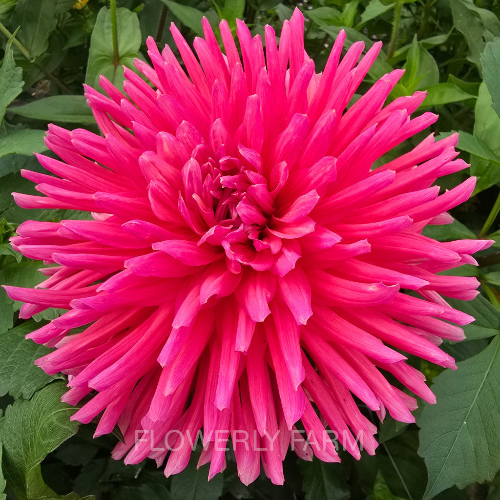 ALLEN’S SMOKY SKIES Tuber