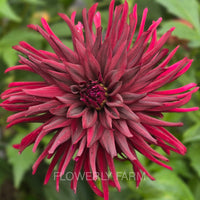 BLACK NARCISSUS Tuber