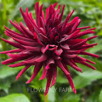 BLACK NARCISSUS Tuber