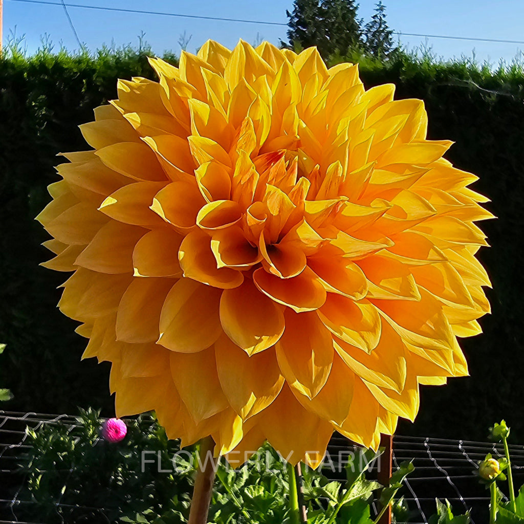 Bloomquist Butterscotch