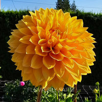 Bloomquist Butterscotch