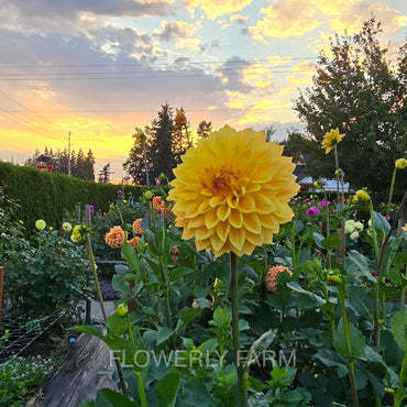 Bloomquist Butterscotch