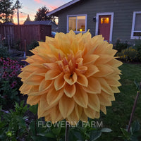 Bloomquist Butterscotch