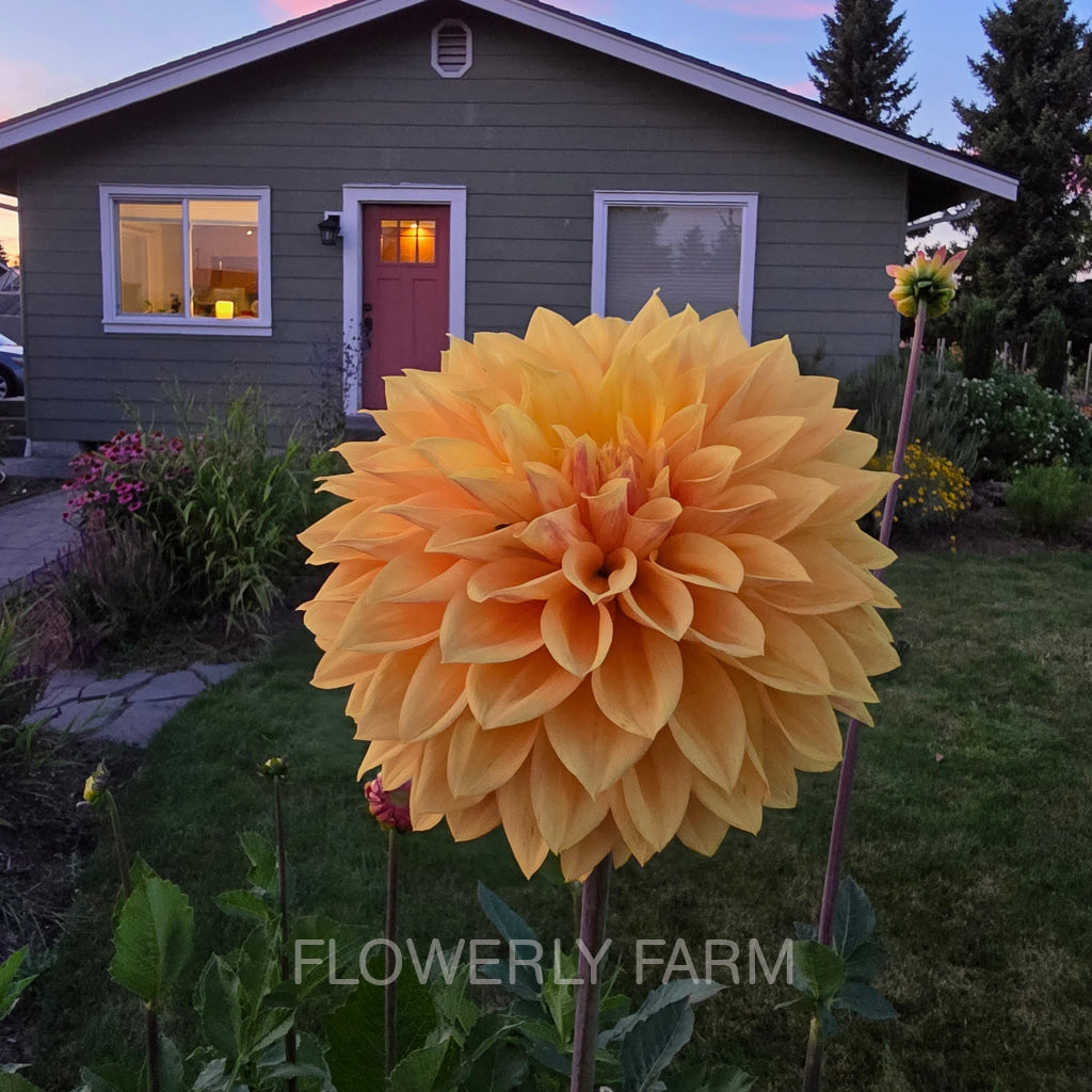 Bloomquist Butterscotch