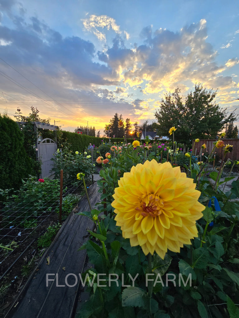 Bloomquist Butterscotch