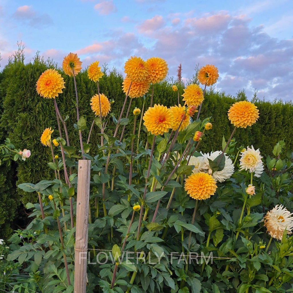 Bloomquist Butterscotch