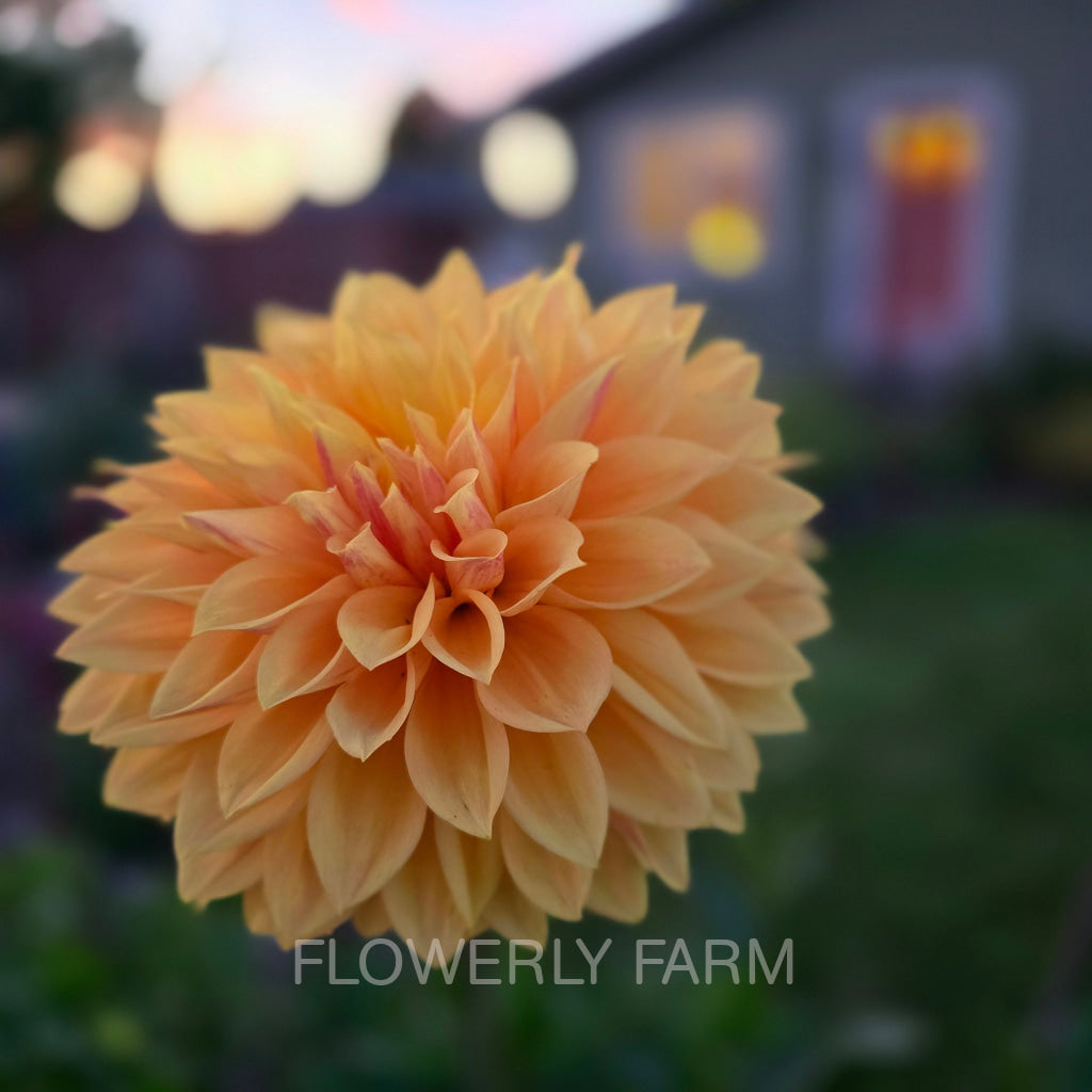 Bloomquist Butterscotch