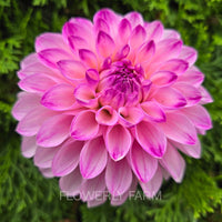 BLOOMQUIST FAITHFUL Tuber