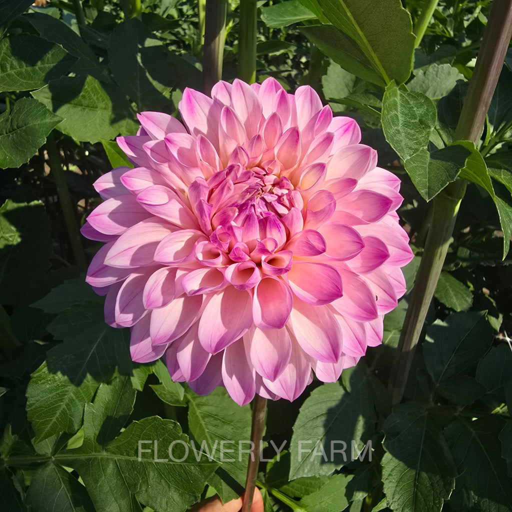 BLOOMQUIST FAITHFUL Tuber