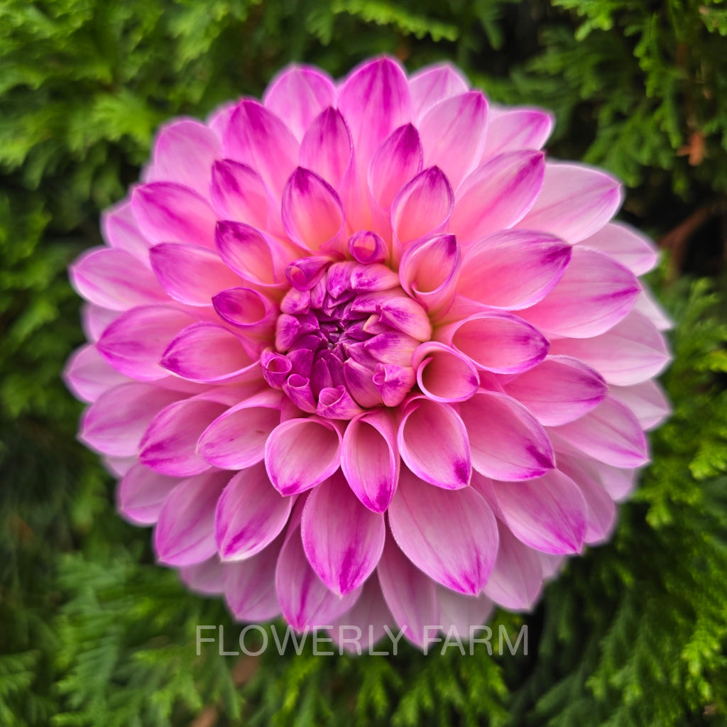 BLOOMQUIST FAITHFUL Tuber