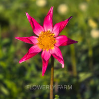 BLOOMQUIST HONORABLE Tuber