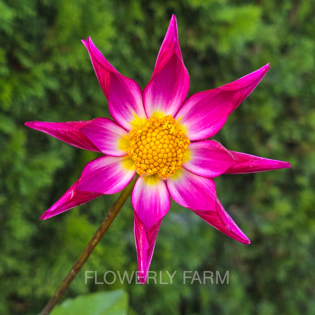 Orchid dahlia, bright pink