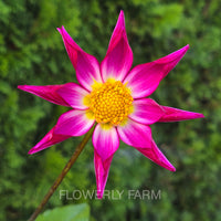Orchid dahlia, bright pink