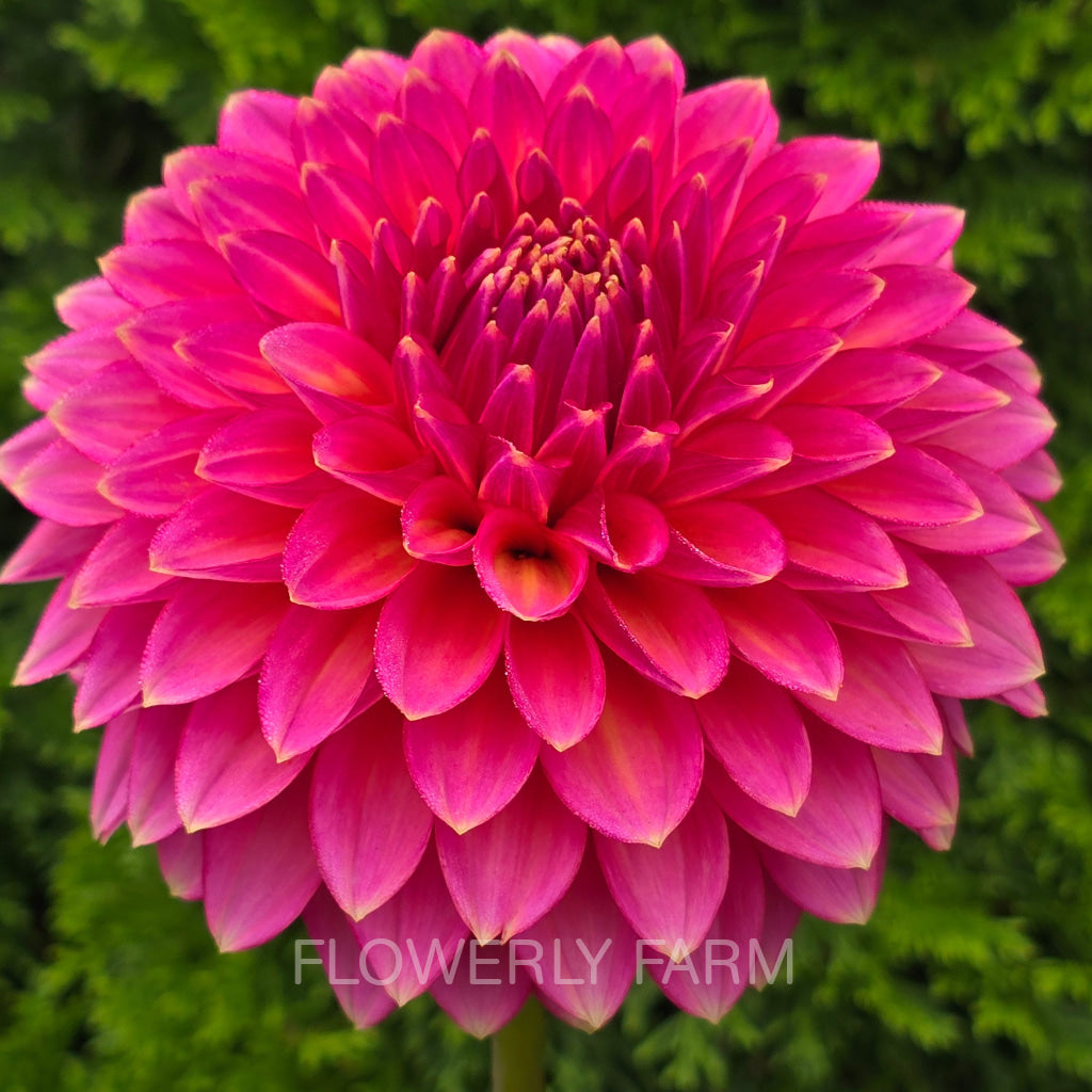 BLOOMQUIST MOJO Tuber