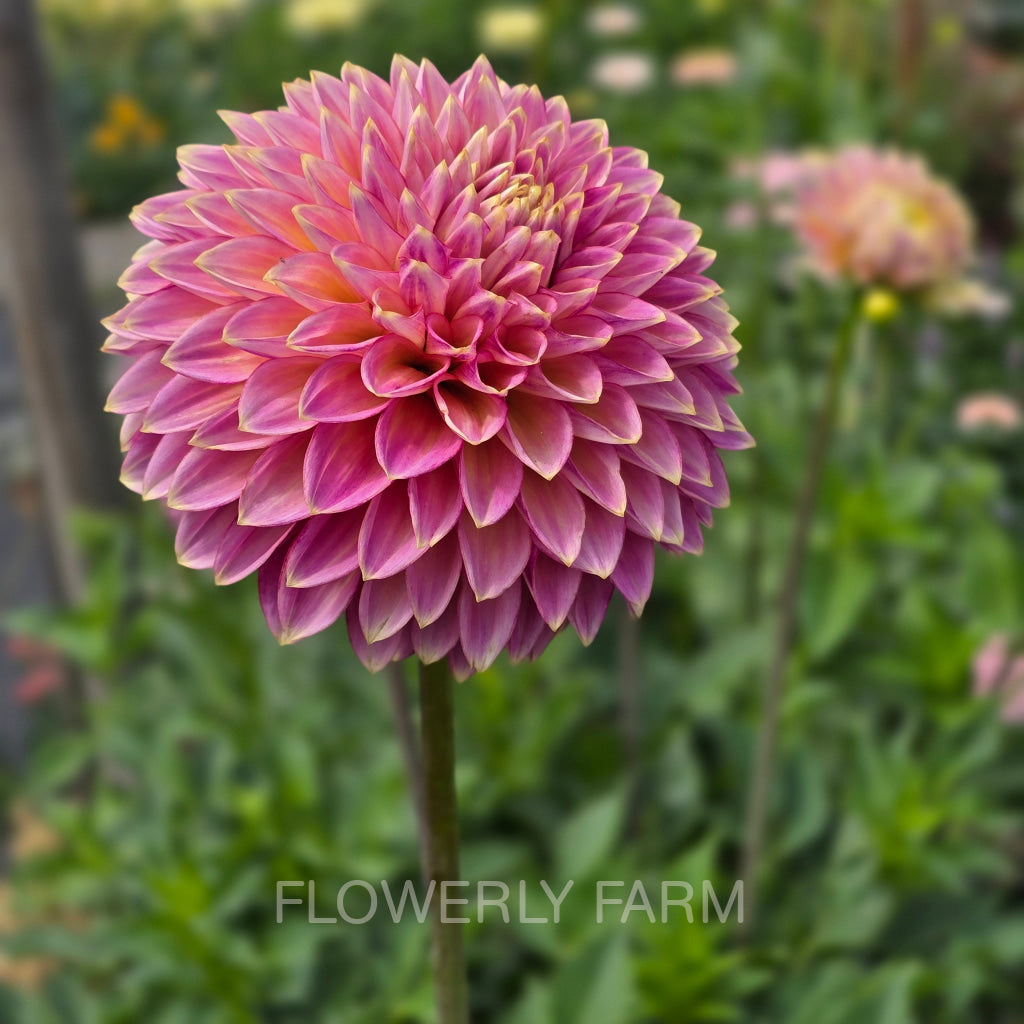 BLOOMQUIST MOJO Tuber