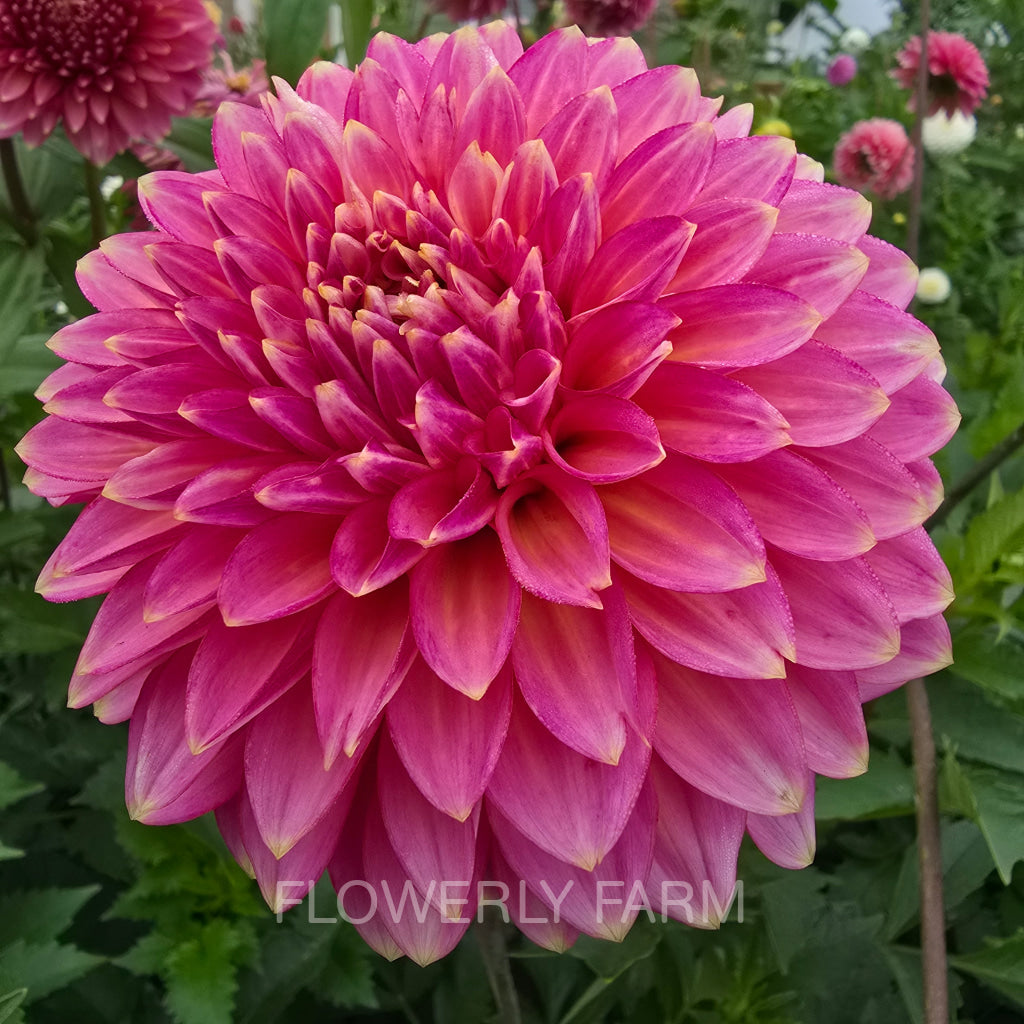 BLOOMQUIST MOJO Tuber