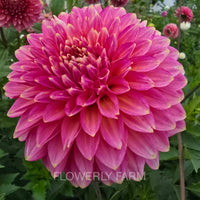 BLOOMQUIST MOJO Tuber