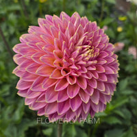 BLOOMQUIST MOJO Tuber