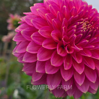 BLOOMQUIST MOJO Tuber