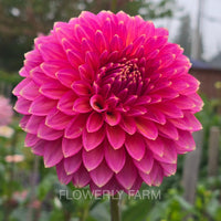 BLOOMQUIST MOJO Tuber