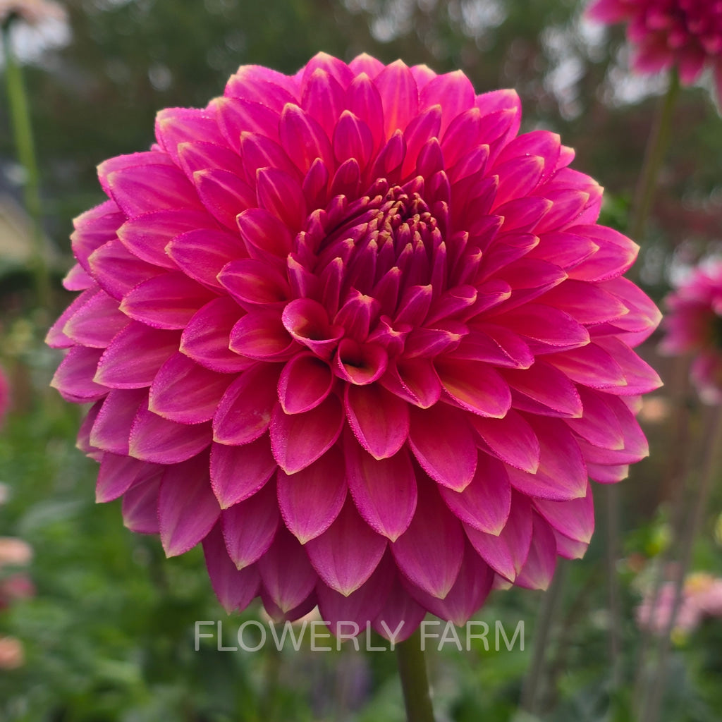 BLOOMQUIST MOJO Tuber