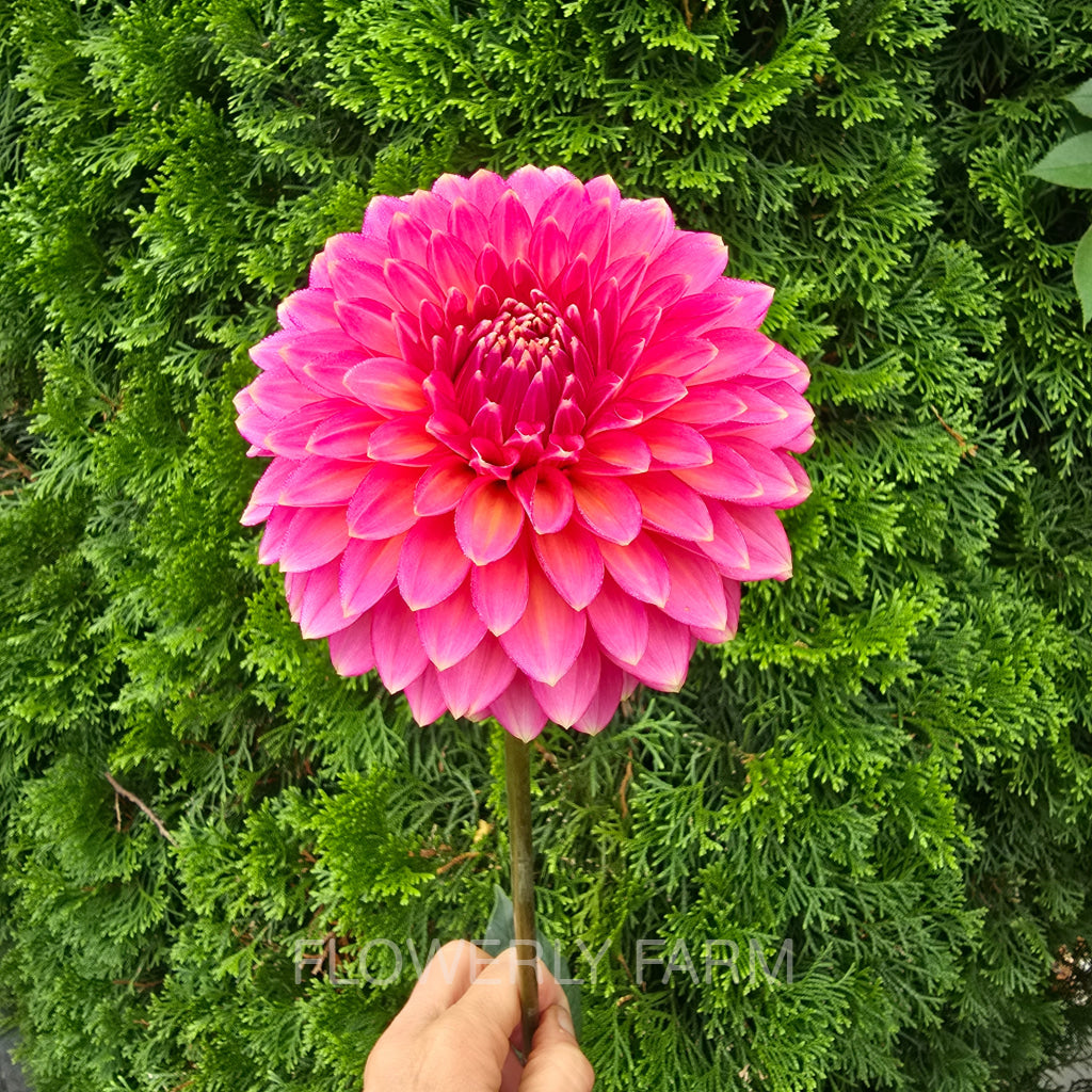 BLOOMQUIST MOJO Tuber