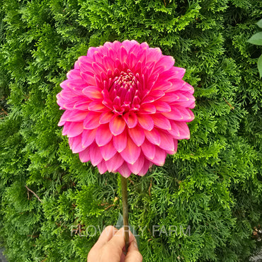 BLOOMQUIST MOJO Tuber