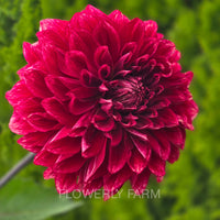 BLOOMQUIST YORK Tuber