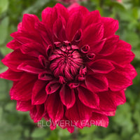 BLOOMQUIST YORK Tuber