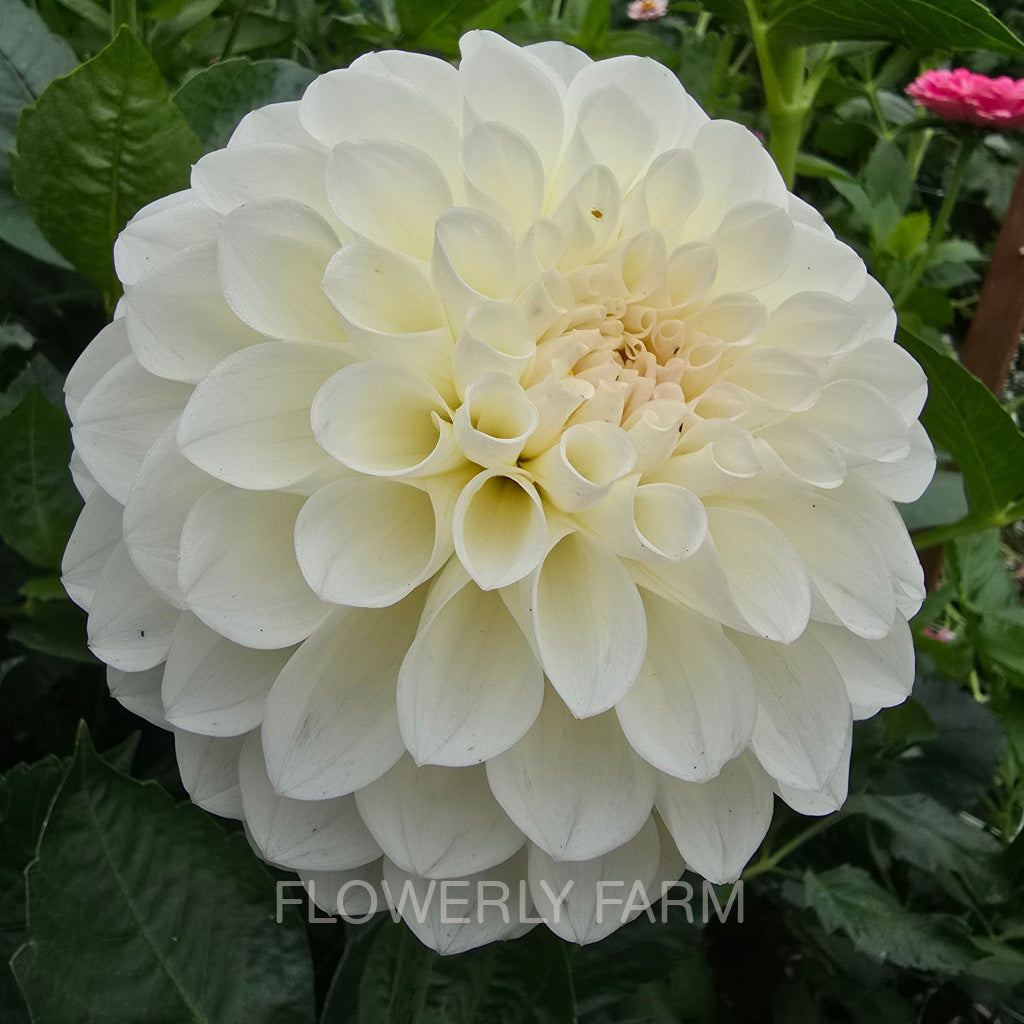 BOOM BOOM WHITE Tuber