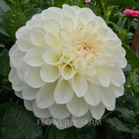 BOOM BOOM WHITE Tuber