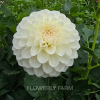 BOOM BOOM WHITE Tuber