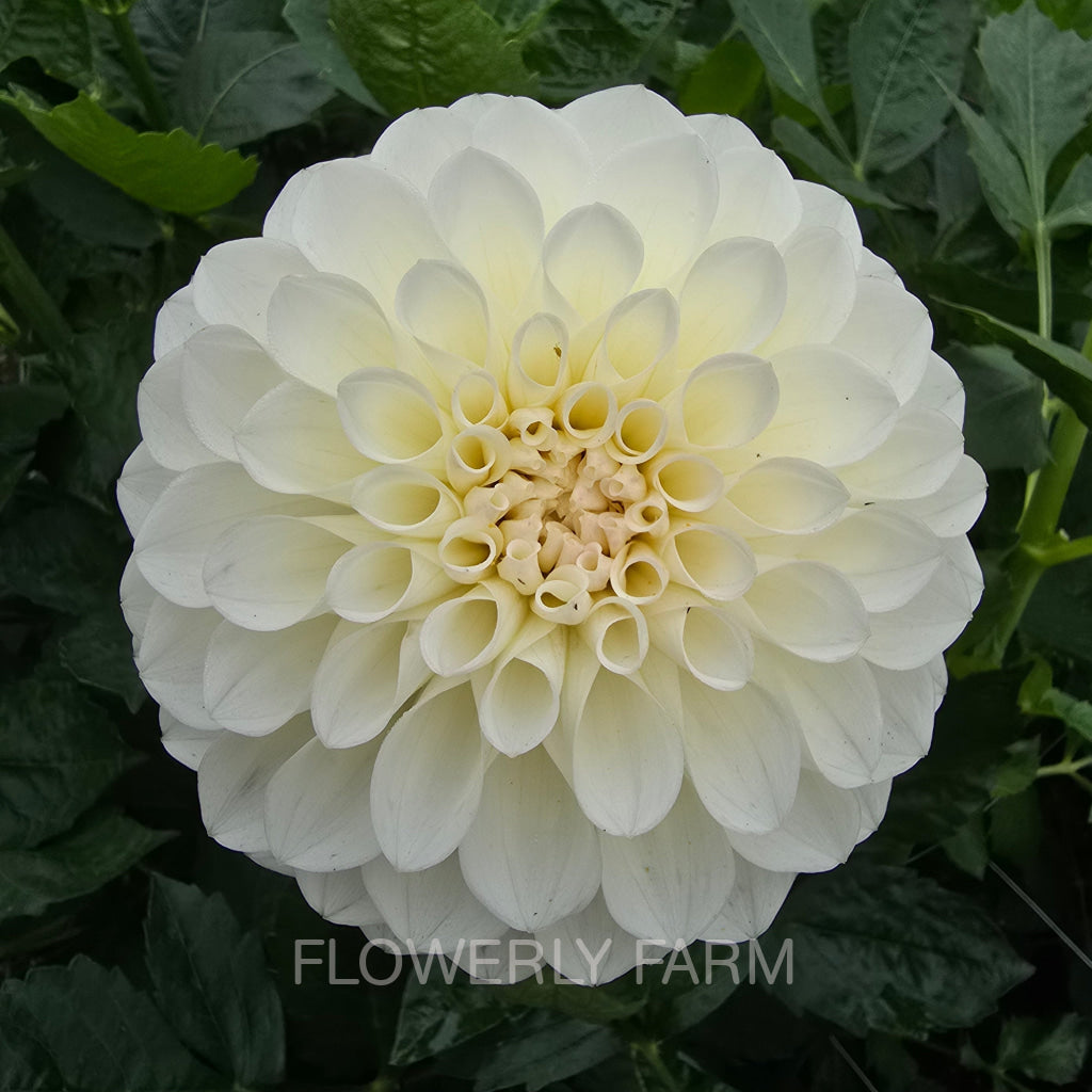 BOOM BOOM WHITE Tuber