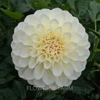 BOOM BOOM WHITE Tuber