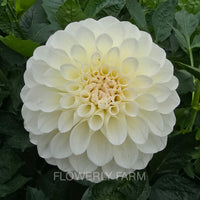 BOOM BOOM WHITE Tuber